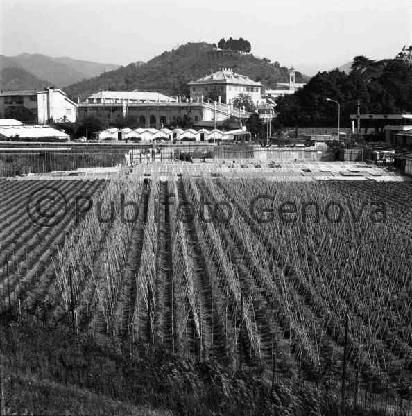 VEDUTA DI ALBISOLA SUPERIORE